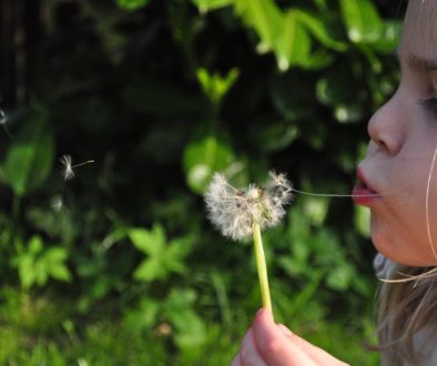 dandelions